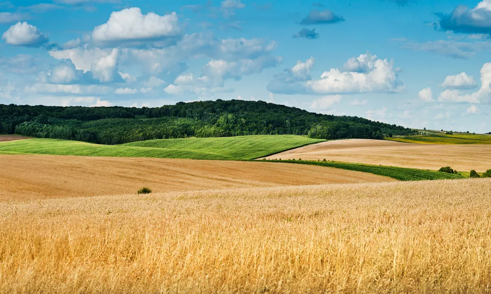 Farmland on a semi-cloudy day
